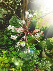 Clerodendrum quadriloculare