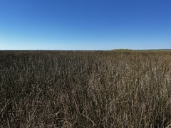 Juncus roemerianus