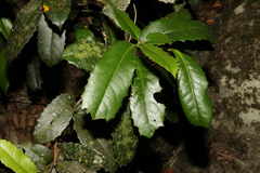Corynocarpus rupestris