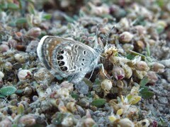 Brephidium exilis exilis