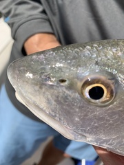 Sciaenops ocellatus