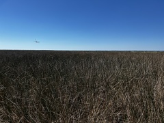 Juncus roemerianus