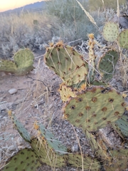 Opuntia phaeacantha