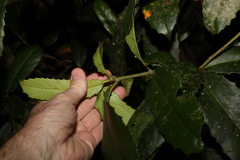 Corynocarpus rupestris