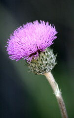 Cirsium filipendulum