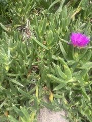 Carpobrotus glaucescens