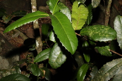 Corynocarpus rupestris