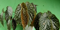 Begonia maculata