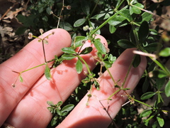 Galium pilosum