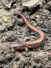Plethodon ventralis