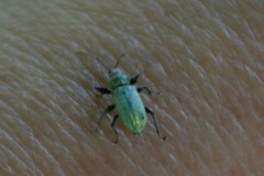 Phyllobius argentatus