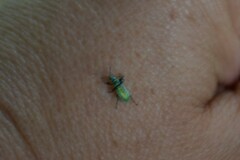 Phyllobius argentatus