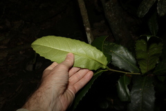 Corynocarpus rupestris