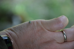 Phyllobius argentatus