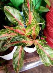 Aglaonema commutatum