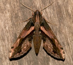 Xylophanes ceratomioides