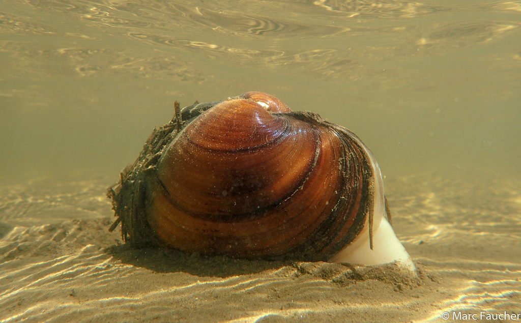 Ambleminae