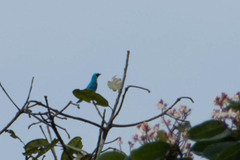 Tersina viridis