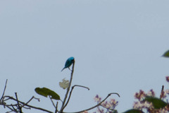Tersina viridis
