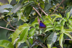 Doxocopa