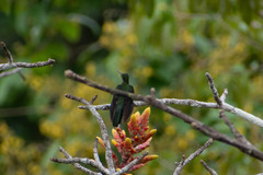 Campylopterus largipennis