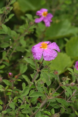 Cistus crispus