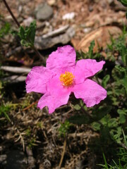 Cistus crispus