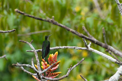 Campylopterus largipennis