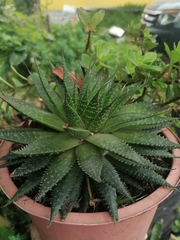 Aristaloe aristata