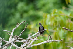 Campylopterus largipennis