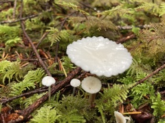 Marasmius calhouniae