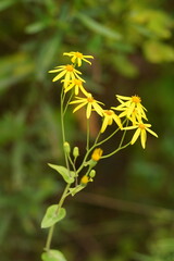Senecio velleioides
