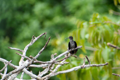 Campylopterus largipennis