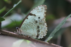 Morpho epistrophus