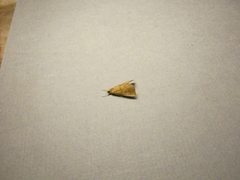 Aethiophysa falcatalis