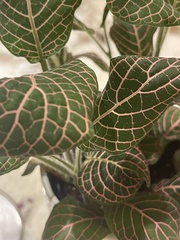 Fittonia