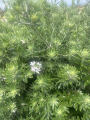 Westringia fruticosa