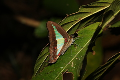 Graphium choredon