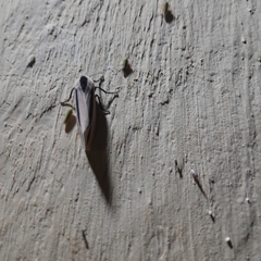 Creatonotos gangis-interrupta agg