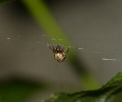 Cyclosa