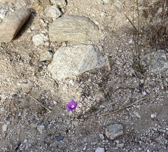Ipomoea barbatisepala