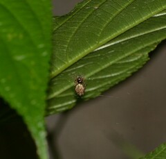 Cyclosa