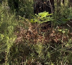 Pteridium aquilinum pseudocaudatum