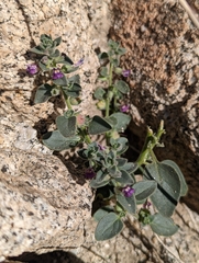 Pseudorontium cyathiferum