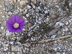 Ipomoea barbatisepala