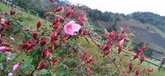 Melastomeae