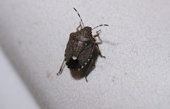 Holcostethus albipes