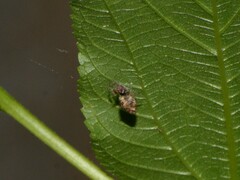 Cyclosa
