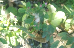 Cyanthillium cinereum