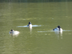 Aythya affinis